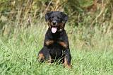 BEAUCERON - PUPPIES 165